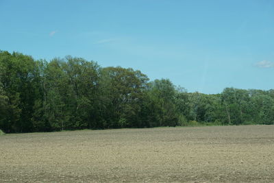 Trees growing on field against sky