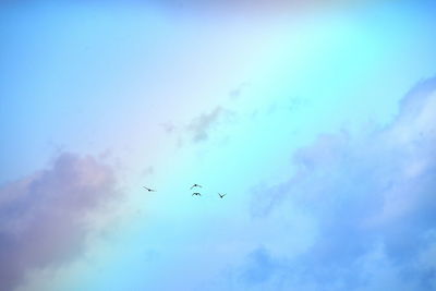 Low angle view of birds flying in sky