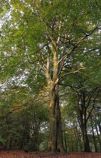 Low angle view of trees in forest