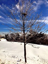 Bare trees on landscape against cloudy sky