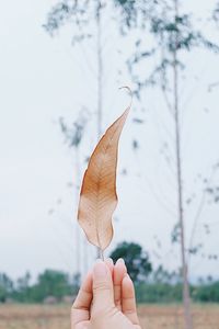 Close-up of hand holding leaf against sky