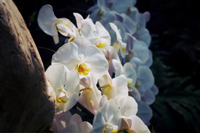 Close-up of white flowers