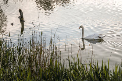 Swan swimming in lake