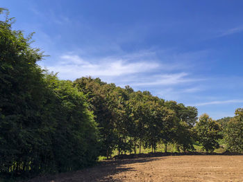 Trees by road against sky