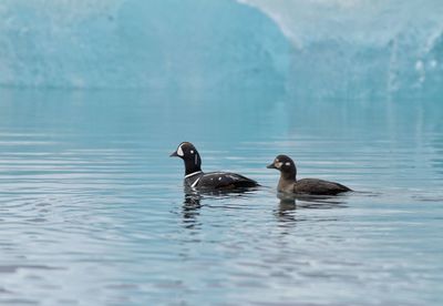 Bird swimming in lake