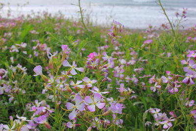 Close-up of purple flowers blooming in field