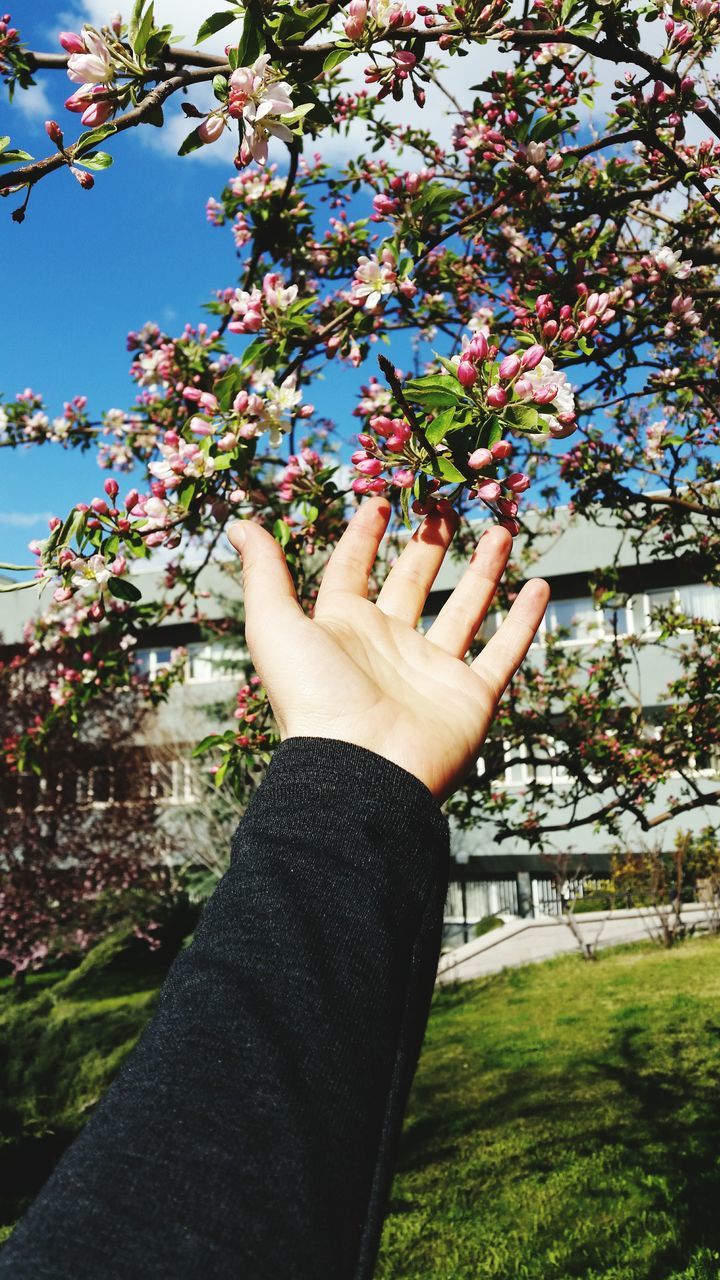 person, tree, personal perspective, part of, lifestyles, leisure activity, cropped, holding, flower, human finger, focus on foreground, growth, day, sky, outdoors, branch