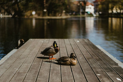 Ducks on a pier