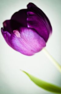 Close-up of pink flower