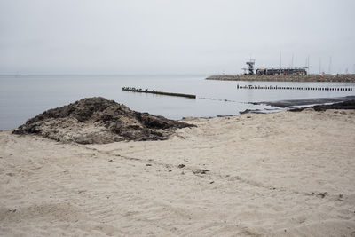 Smelly rotting algae at baltic sea beach in summer