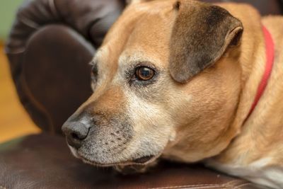 Close-up of dog