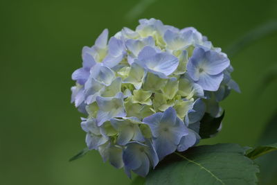 Close-up of flowers blooming outdoors