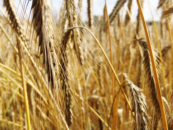Close-up of grain growing on field