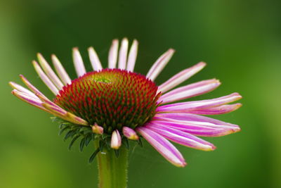 Close-up of pink flower