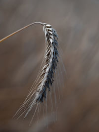 Close-up of wilted plant