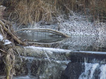 Close-up of trees against water