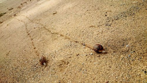 Close-up of two snails on sand