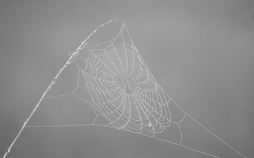 Close-up of spider on web against sky