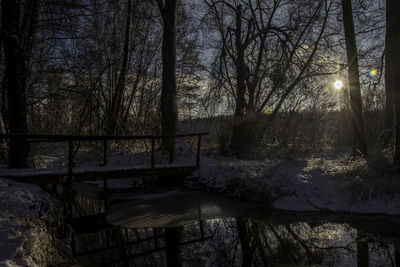 Bare trees in winter at night