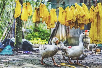 Close-up of birds hanging on clothesline