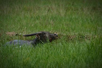 View of an animal on grass