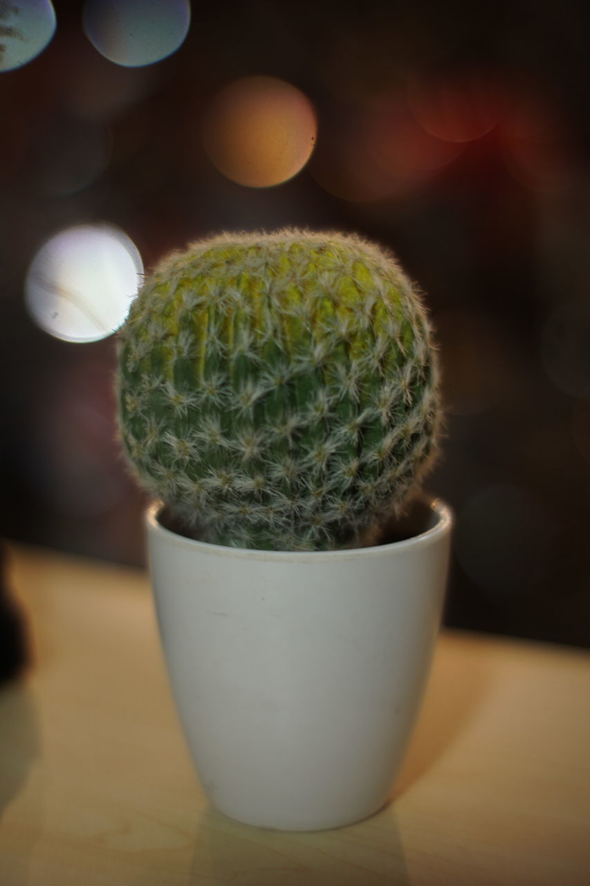 CLOSE-UP OF CACTUS GROWING ON TABLE