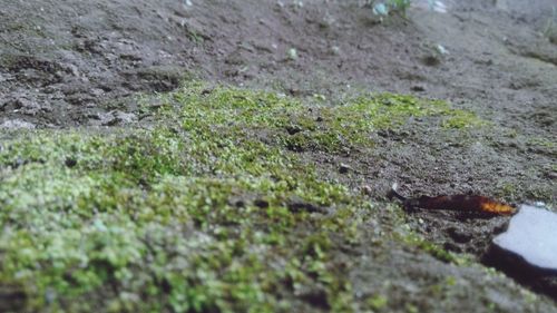 Close-up of snake on grass