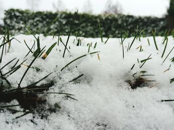 Close-up of plants against sky during winter