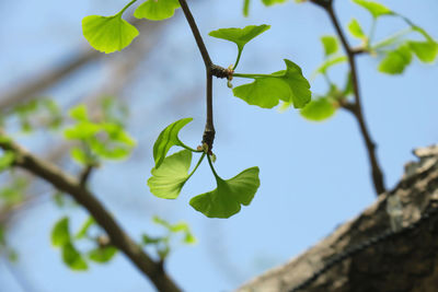 Low angle view of plant growing on tree