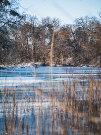 Reflection of trees in lake against sky during winter