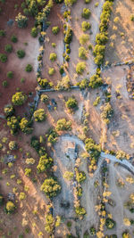 High angle view of lichen on tree