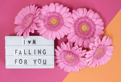 Close-up of pink daisy flowers