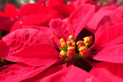 Close-up of red flowers blooming outdoors