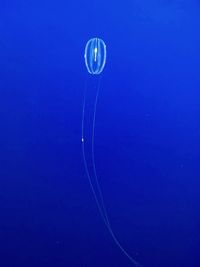 Close-up of jellyfish in sea