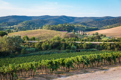 Scenic view of vineyard against sky