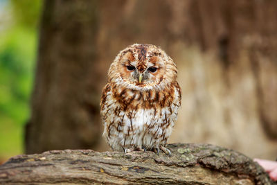 Close-up of owl perching on rock