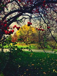 Leaves in park