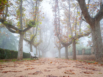 Trees in forest during autumn