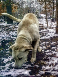 Dog looking away