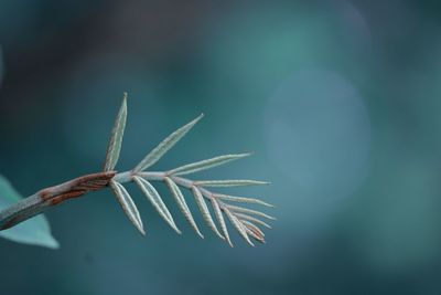 Close-up of plant