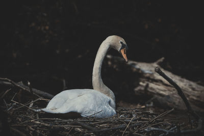 Close-up of swan on field