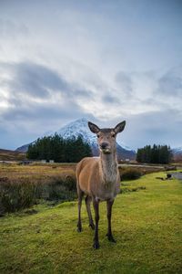 Portrait of horse standing on field against sky