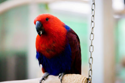 Close-up of parrot