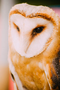 Close-up of barn owl looking away