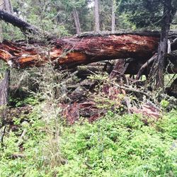 Close-up of tree trunk in forest