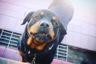 Close-up portrait of black dog