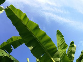 Low angle view of banana leaves on plant against sky