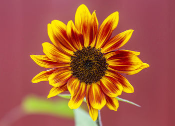Close-up of sunflower against yellow background