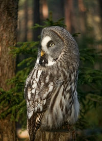 Close-up portrait of owl