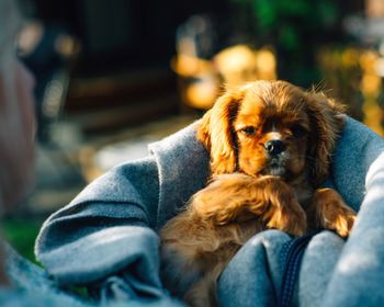 Dog resting on tiled floor